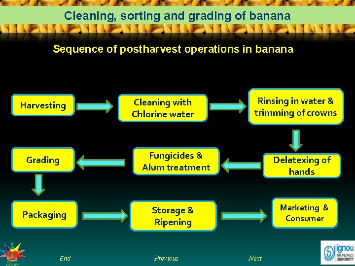 Cleaning, sorting and grading of banana Sequence of postharvest operations in banana Harvesting Cleaning