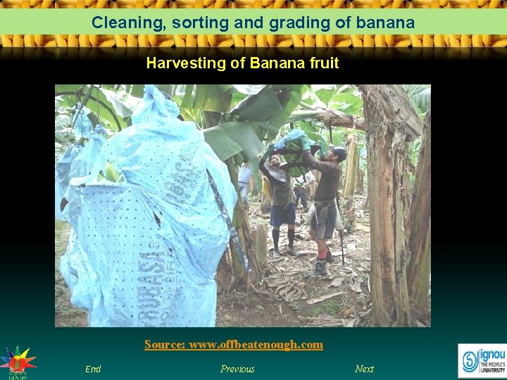 Cleaning, sorting and grading of banana Harvesting of Banana fruit Source: www. offbeatenough. com