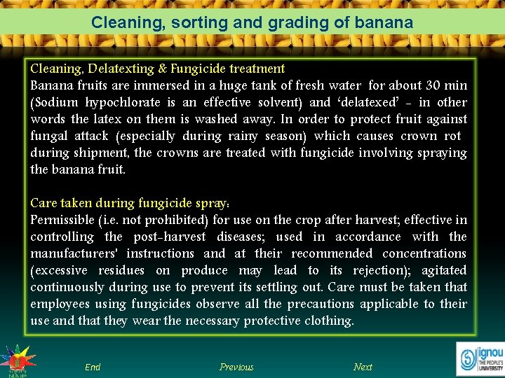 Cleaning, sorting and grading of banana Cleaning, Delatexting & Fungicide treatment Banana fruits are