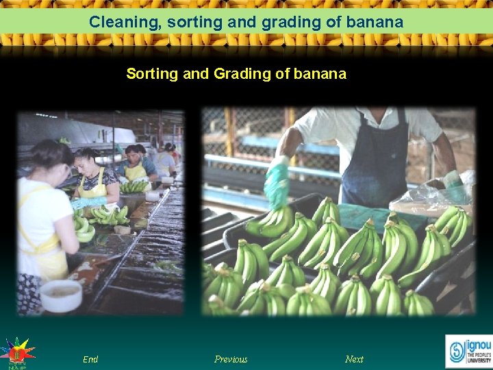 Cleaning, sorting and grading of banana Sorting and Grading of banana End Previous Next