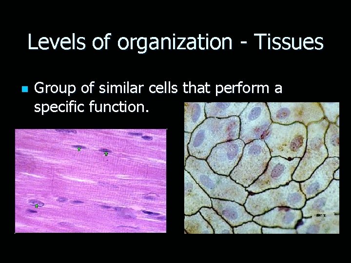 Levels of organization - Tissues n Group of similar cells that perform a specific