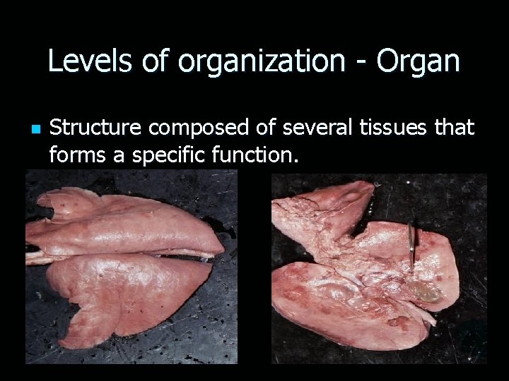 Levels of organization - Organ n Structure composed of several tissues that forms a