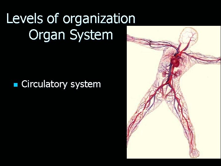 Levels of organization Organ System n Circulatory system 