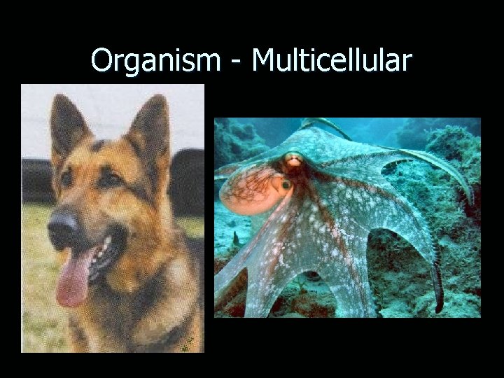 Organism - Multicellular 