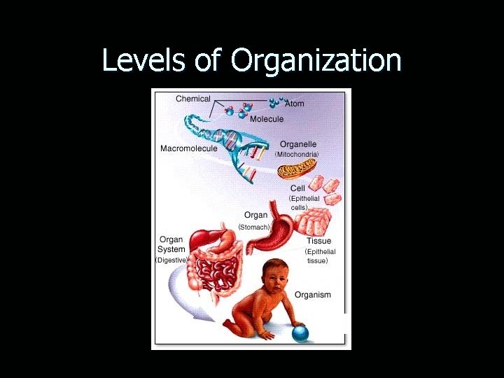 Levels of Organization 