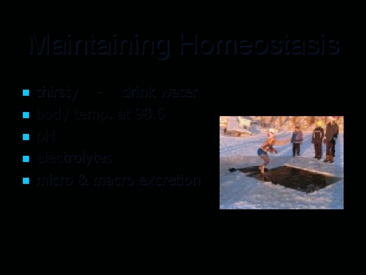 Maintaining Homeostasis n n n thirsty - drink water body temp. at 98. 6