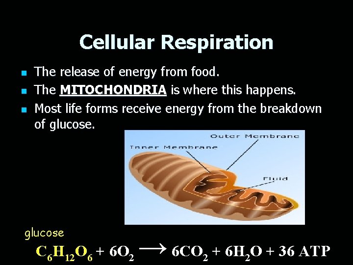 Cellular Respiration n The release of energy from food. The MITOCHONDRIA is where this