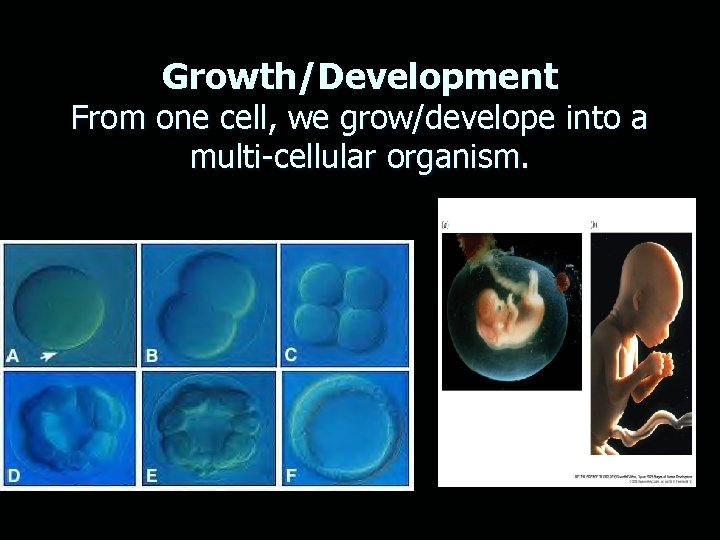 Growth/Development From one cell, we grow/develope into a multi-cellular organism. 