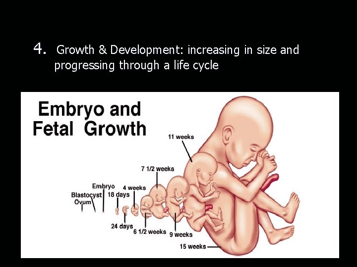 4. Growth & Development: increasing in size and progressing through a life cycle 