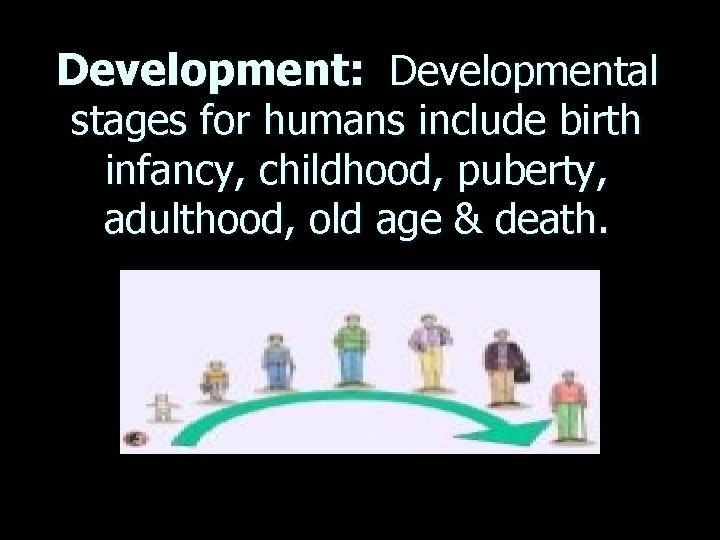 Development: Developmental stages for humans include birth infancy, childhood, puberty, adulthood, old age &