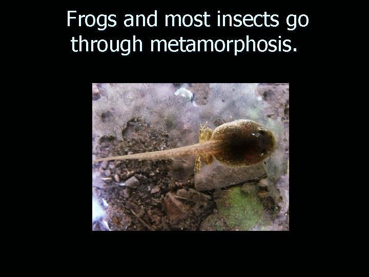 Frogs and most insects go through metamorphosis. 