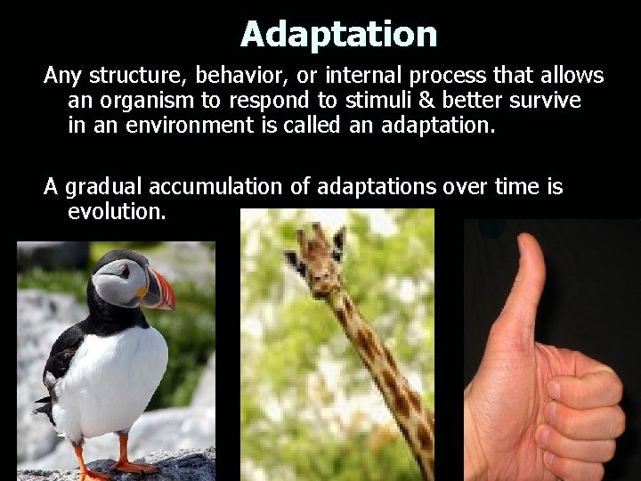 Adaptation Any structure, behavior, or internal process that allows an organism to respond to