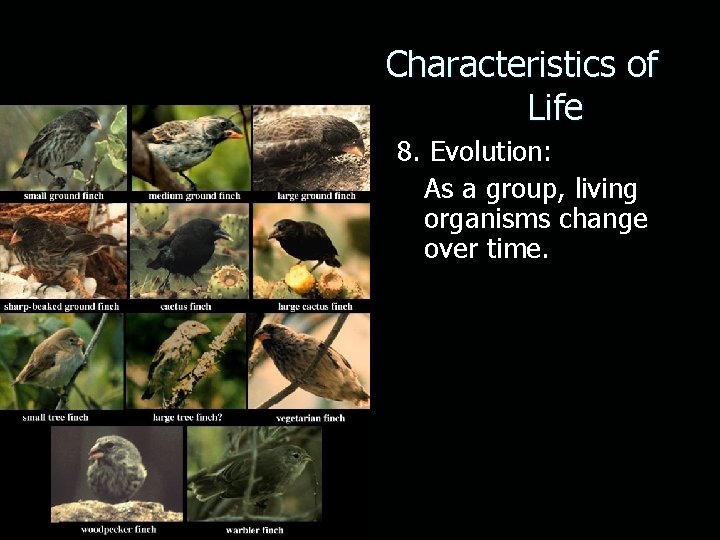 Characteristics of Life 8. Evolution: As a group, living organisms change over time. 