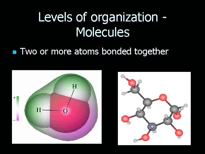 Levels of organization Molecules n Two or more atoms bonded together 