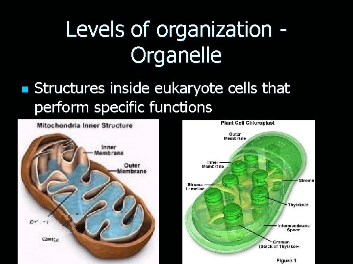 Levels of organization Organelle n Structures inside eukaryote cells that perform specific functions 