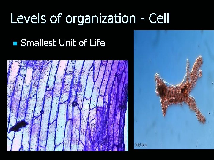 Levels of organization - Cell n Smallest Unit of Life 
