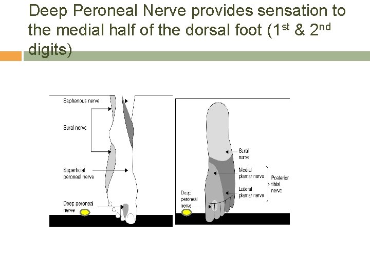 Deep Peroneal Nerve provides sensation to the medial half of the dorsal foot (1