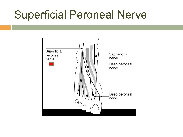 Superficial Peroneal Nerve 