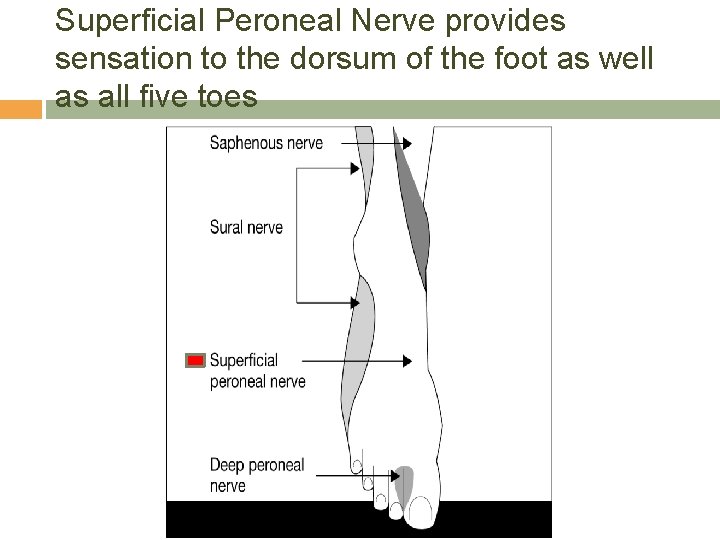 Superficial Peroneal Nerve provides sensation to the dorsum of the foot as well as