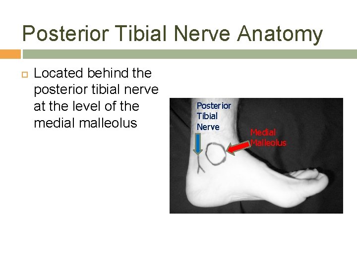 Posterior Tibial Nerve Anatomy Located behind the posterior tibial nerve at the level of