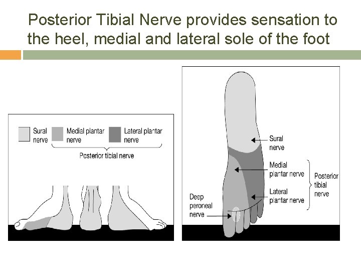 Posterior Tibial Nerve provides sensation to the heel, medial and lateral sole of the