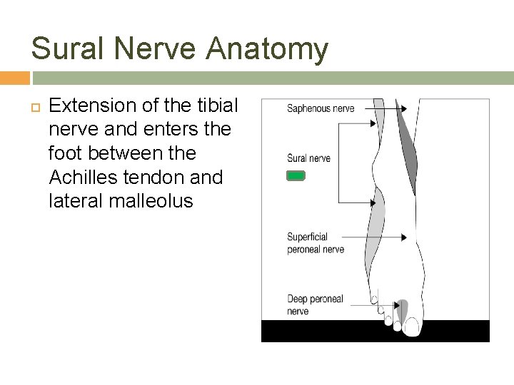 Sural Nerve Anatomy Extension of the tibial nerve and enters the foot between the