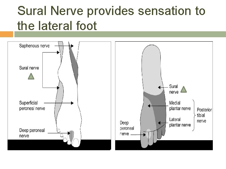 Sural Nerve provides sensation to the lateral foot 