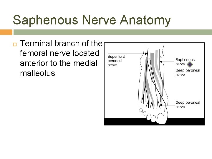 Saphenous Nerve Anatomy Terminal branch of the femoral nerve located anterior to the medial