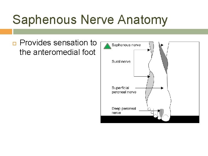 Saphenous Nerve Anatomy Provides sensation to the anteromedial foot 