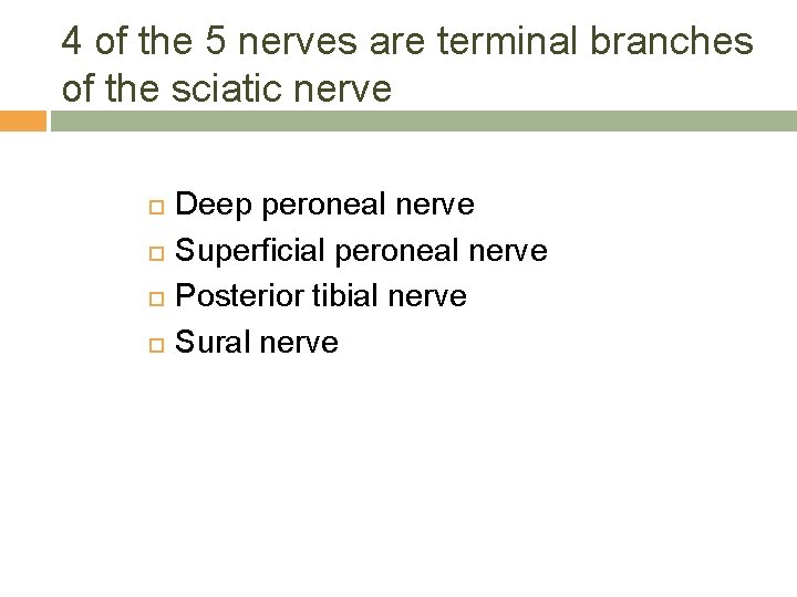 4 of the 5 nerves are terminal branches of the sciatic nerve Deep peroneal