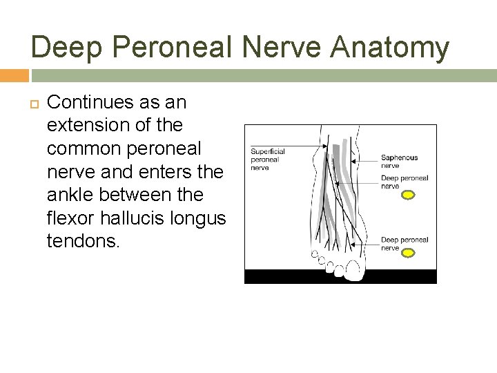 Deep Peroneal Nerve Anatomy Continues as an extension of the common peroneal nerve and