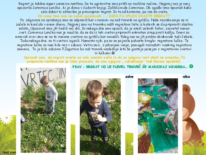 Regrat je takšna super zanimiva rastlina. Do te ugotovitve smo prišli na različne načine…Najprej