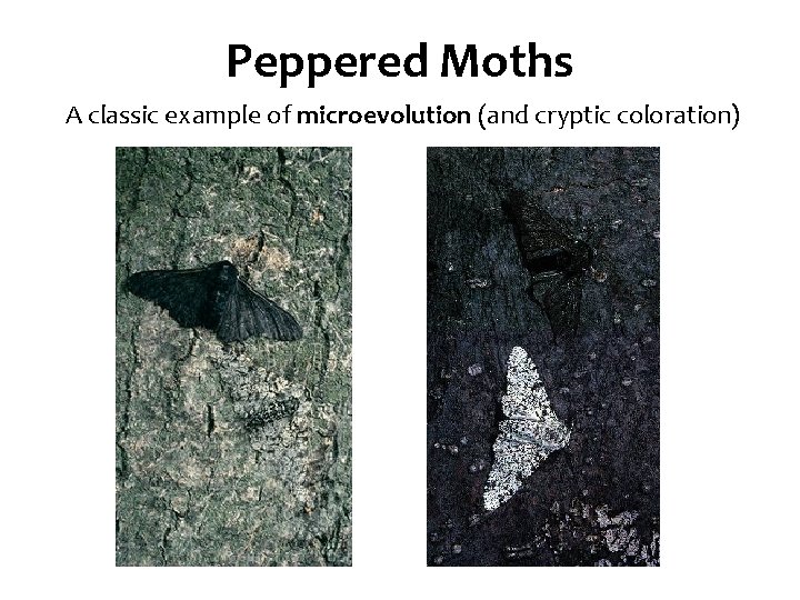 Peppered Moths A classic example of microevolution (and cryptic coloration) 