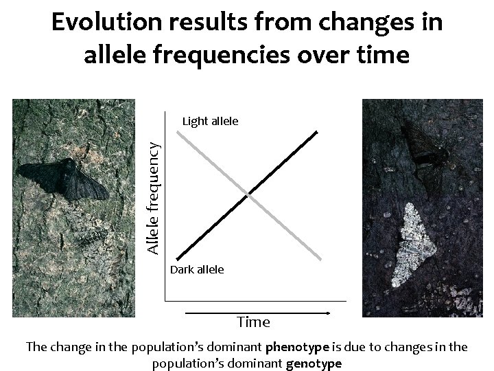 Evolution results from changes in allele frequencies over time Allele frequency Light allele Dark