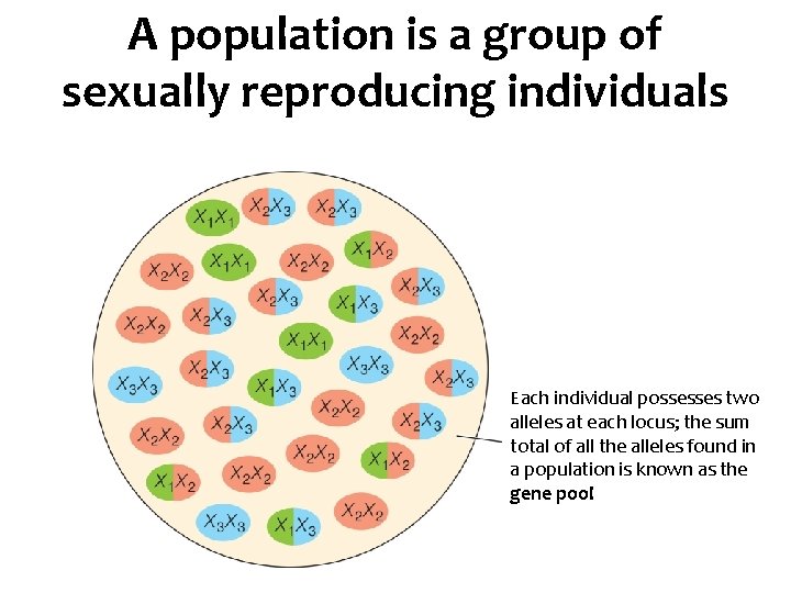 A population is a group of sexually reproducing individuals Each individual possesses two alleles