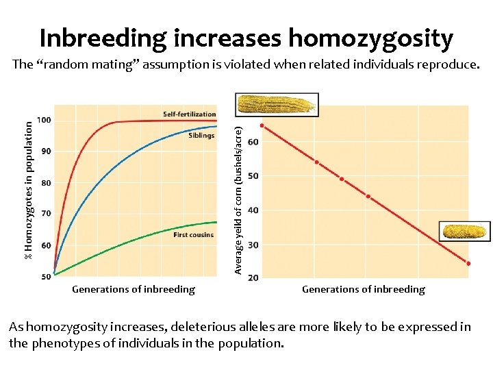 Inbreeding increases homozygosity Average yeild of corn (bushels/acre) % Homozygotes in population The “random