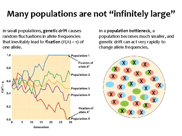 Many populations are not “infinitely large” In small populations, genetic drift causes random fluctuations
