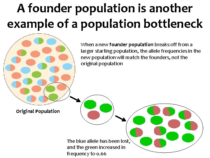 A founder population is another example of a population bottleneck When a new founder