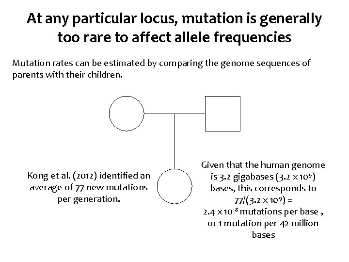 At any particular locus, mutation is generally too rare to affect allele frequencies Mutation