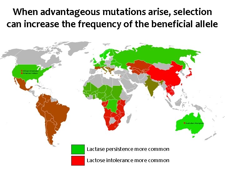 When advantageous mutations arise, selection can increase the frequency of the beneficial allele Lactase