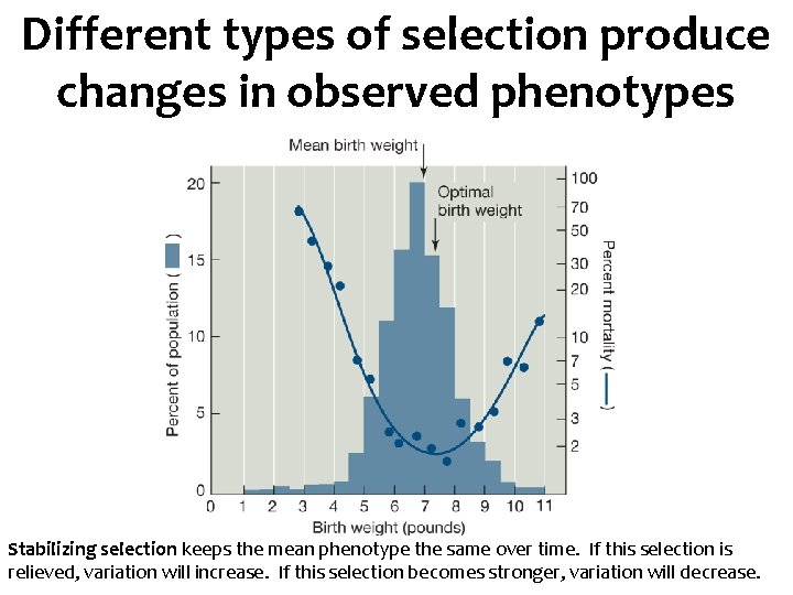 Different types of selection produce changes in observed phenotypes Stabilizing selection keeps the mean