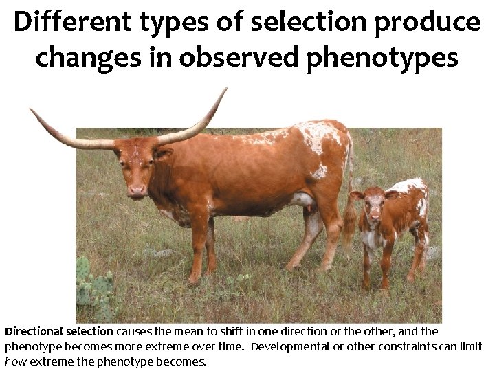 Different types of selection produce changes in observed phenotypes Directional selection causes the mean