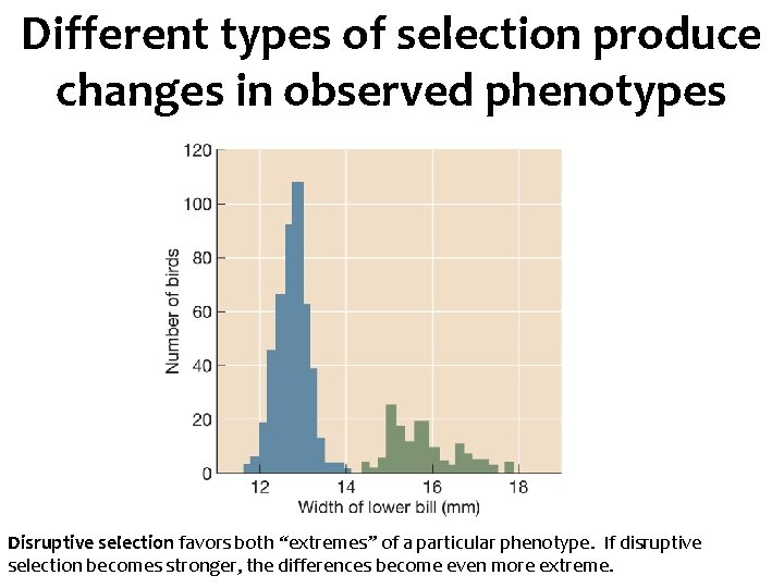 Different types of selection produce changes in observed phenotypes Disruptive selection favors both “extremes”