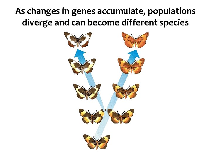 As changes in genes accumulate, populations diverge and can become different species 