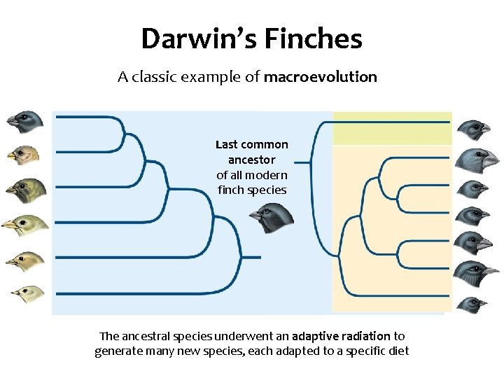 Darwin’s Finches A classic example of macroevolution Last common ancestor of all modern finch