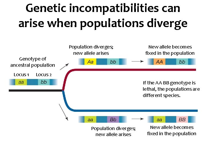 Genetic incompatibilities can arise when populations diverge Genotype of ancestral population Locus 1 Population