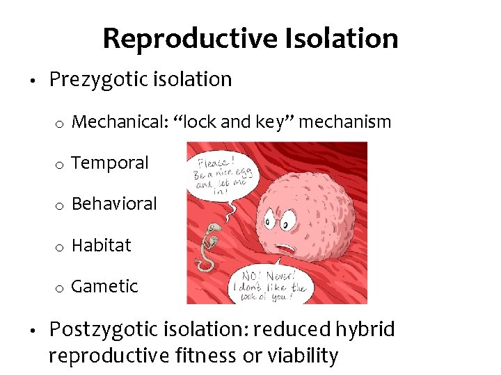 Reproductive Isolation • • Prezygotic isolation o Mechanical: “lock and key” mechanism o Temporal