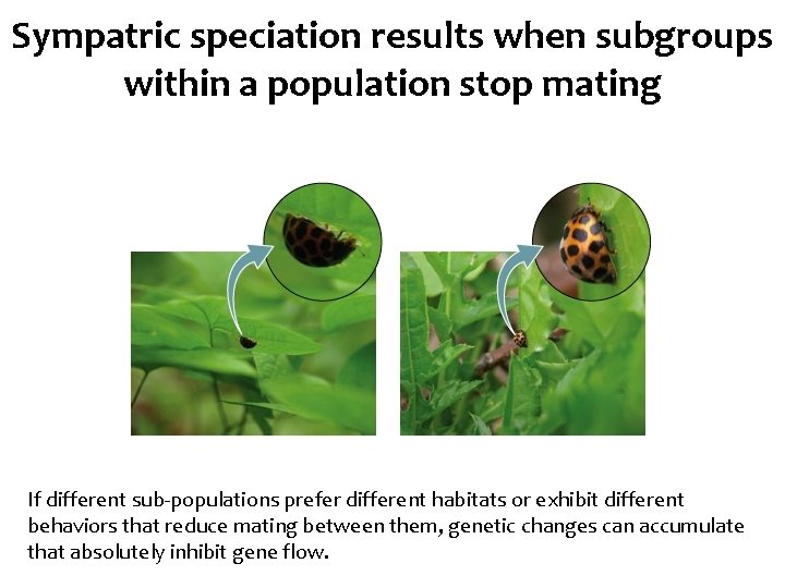 Sympatric speciation results when subgroups within a population stop mating If different sub-populations prefer