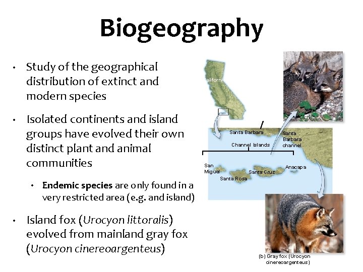 Biogeography • • Study of the geographical distribution of extinct and modern species Isolated