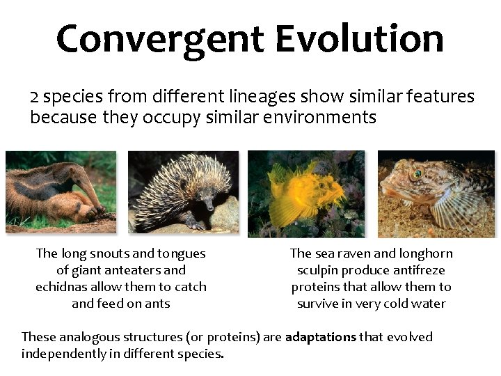 Convergent Evolution 2 species from different lineages show similar features because they occupy similar